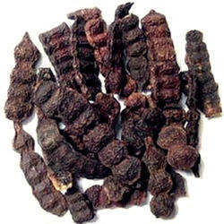 Shikakai (Acacia concinna) — Hair Care